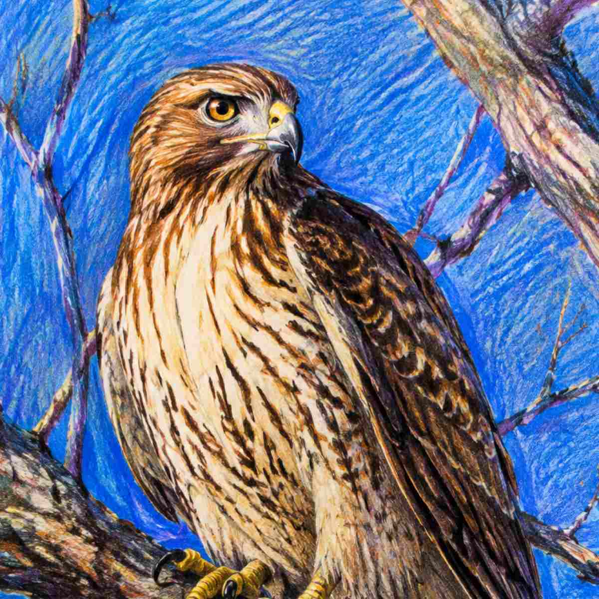 Dream About a Hawk