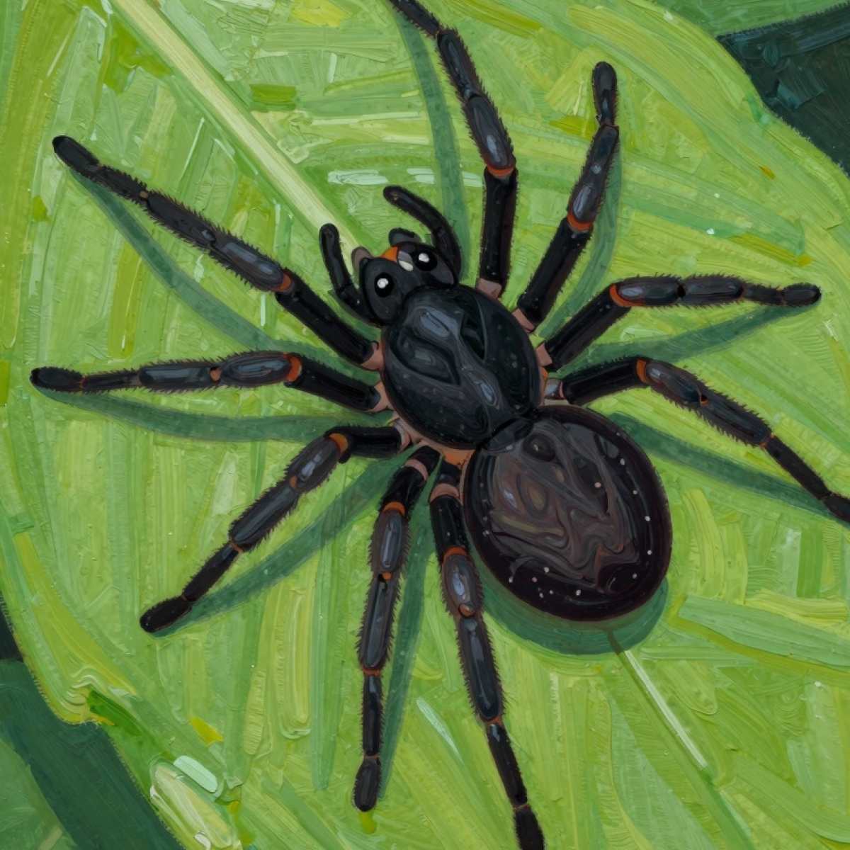 Dream About Black Widow