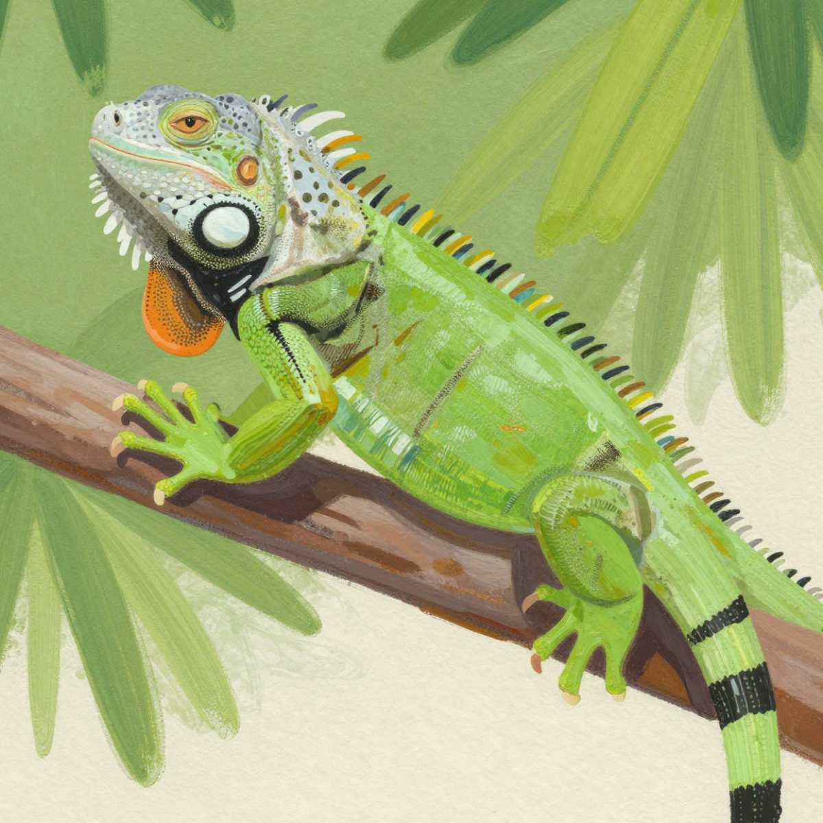 Dream About Iguana