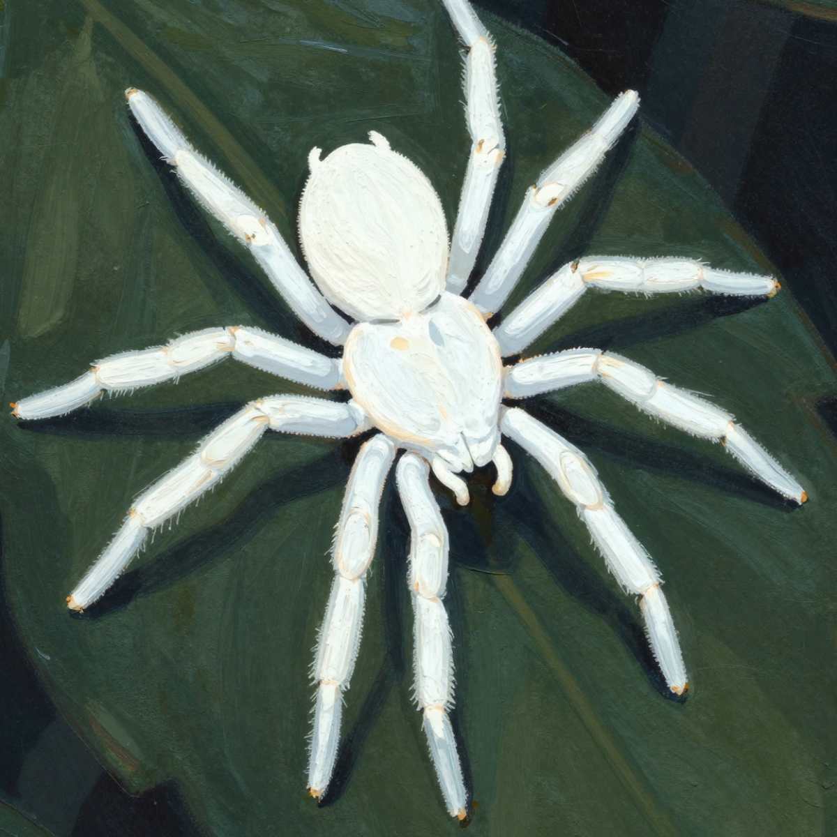 White Spider in Dream