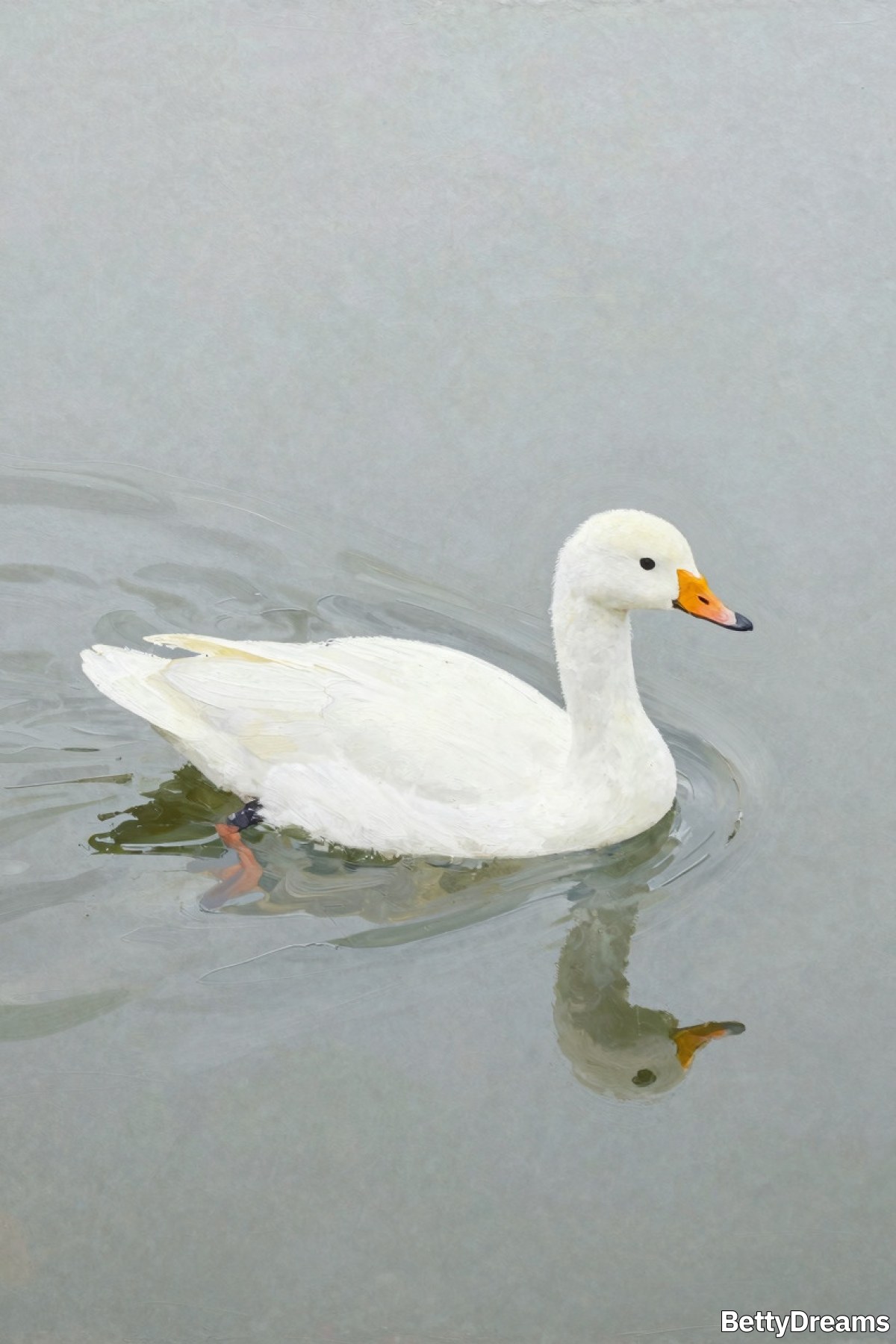 seeing a white bird in a dream